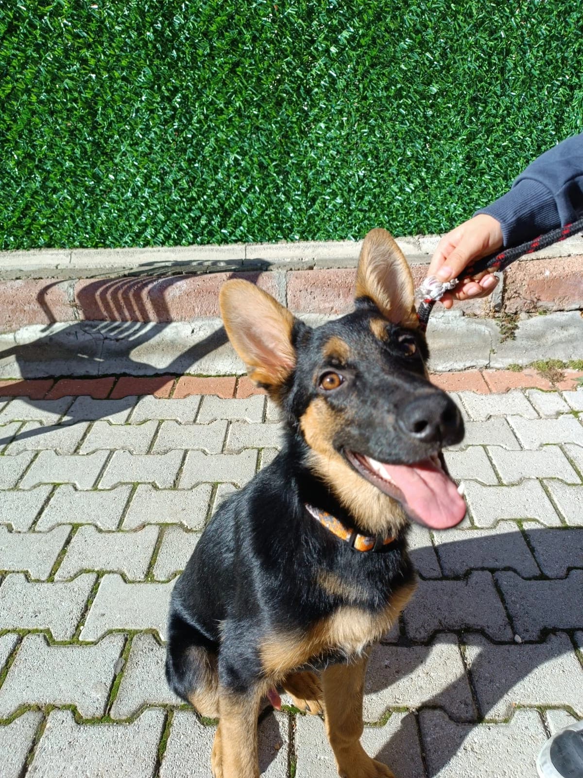 Max, Köpek